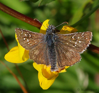 Pyrgus alveus_Hornklee